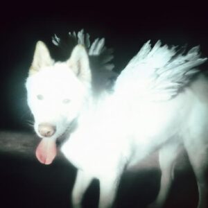 Fat Dog - Cancel Me (I'm Tired) (Deluxe coke bottle green vinyl)